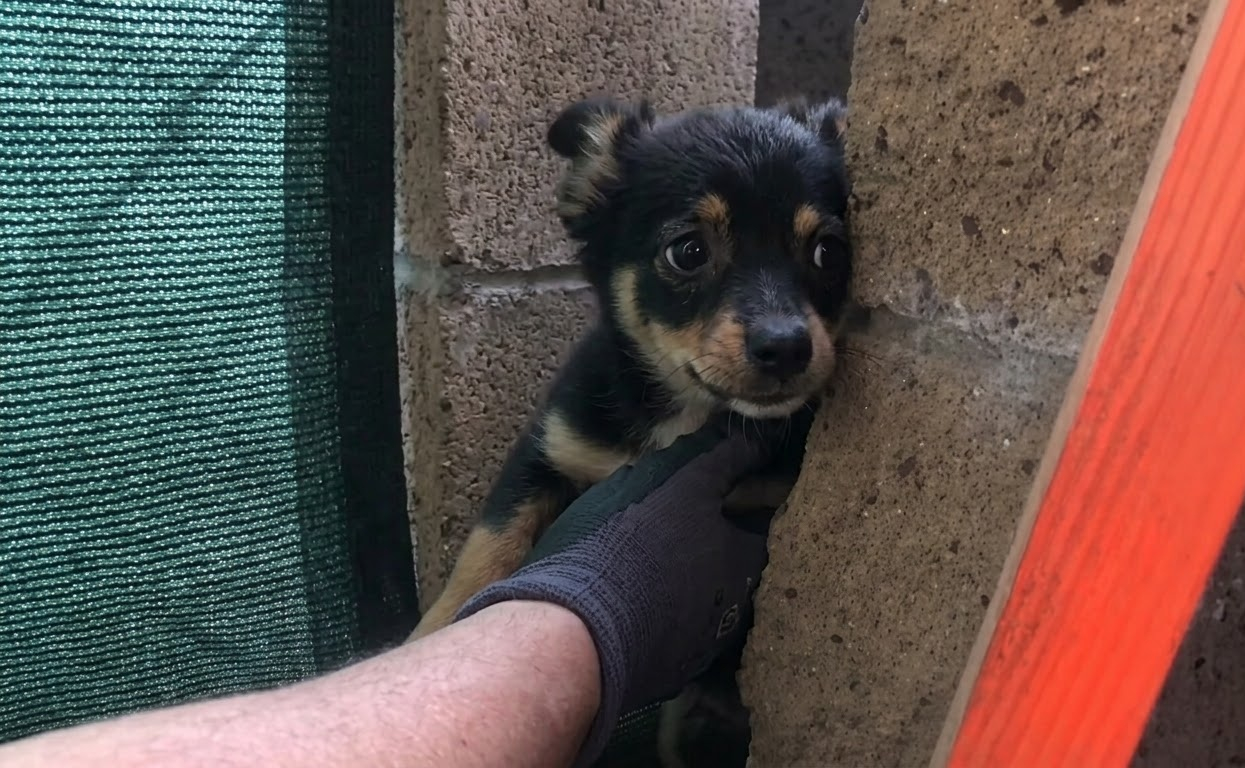 A Mother Dog Returned From Searching for Food to Find Rescuers Waiting Beside Her Puppies