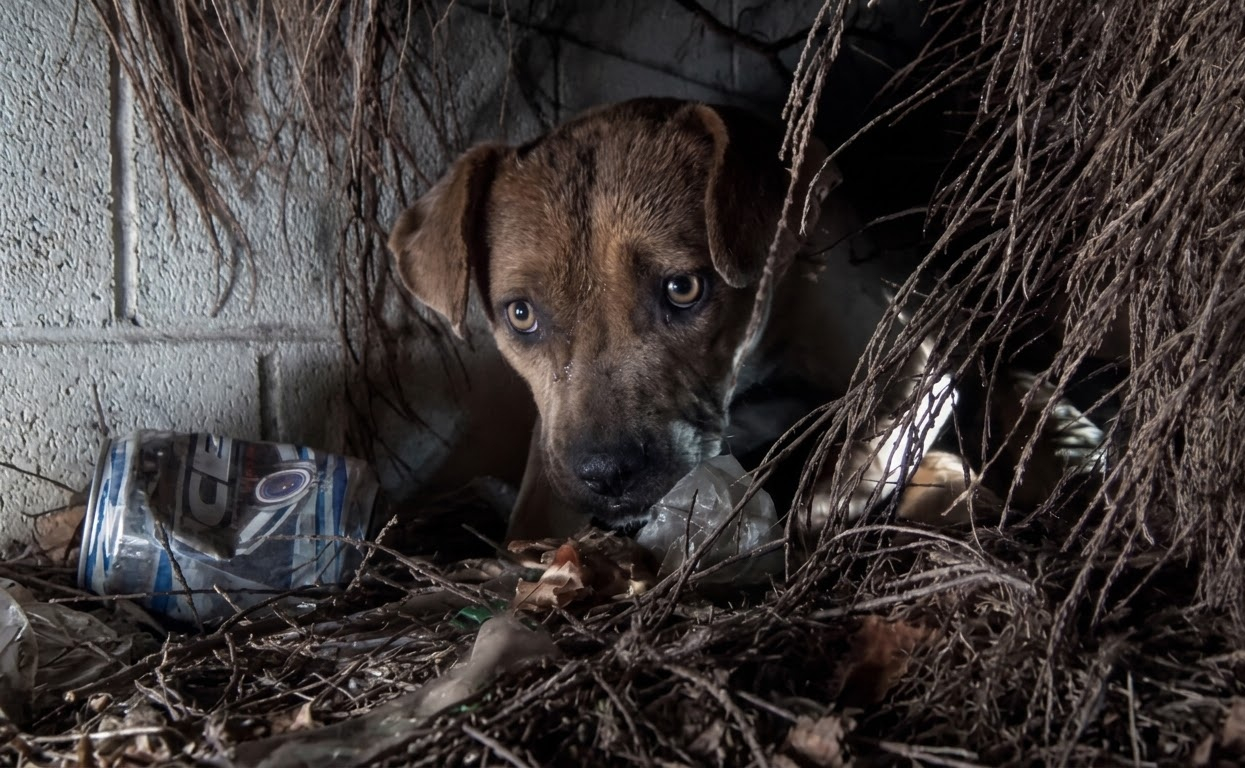 Storm Had Been Hiding From People for Months, Until Floodwater Threatened Her Eight Newborn Puppies