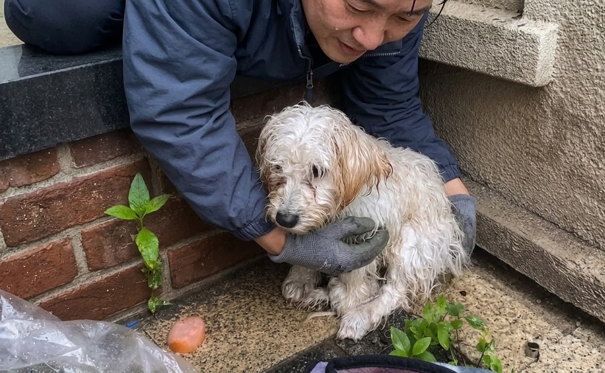 The Little Dog Who Waited in the Rain Until Someone Finally Stopped