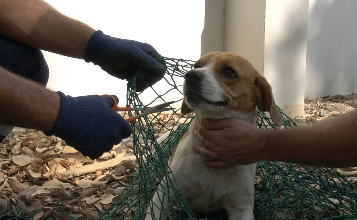 Dottie Hid Her Three Puppies in a Campus Trench Until Help Finally Reached Them