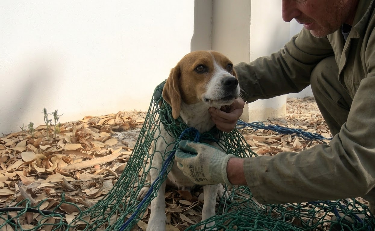 Dottie Hid Her Three Puppies in a Campus Trench Until Help Finally Reached Them