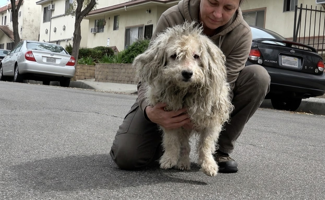 Aslan Walked Into Traffic Looking Like a Tiny Lion, Then Finally Let Someone Help