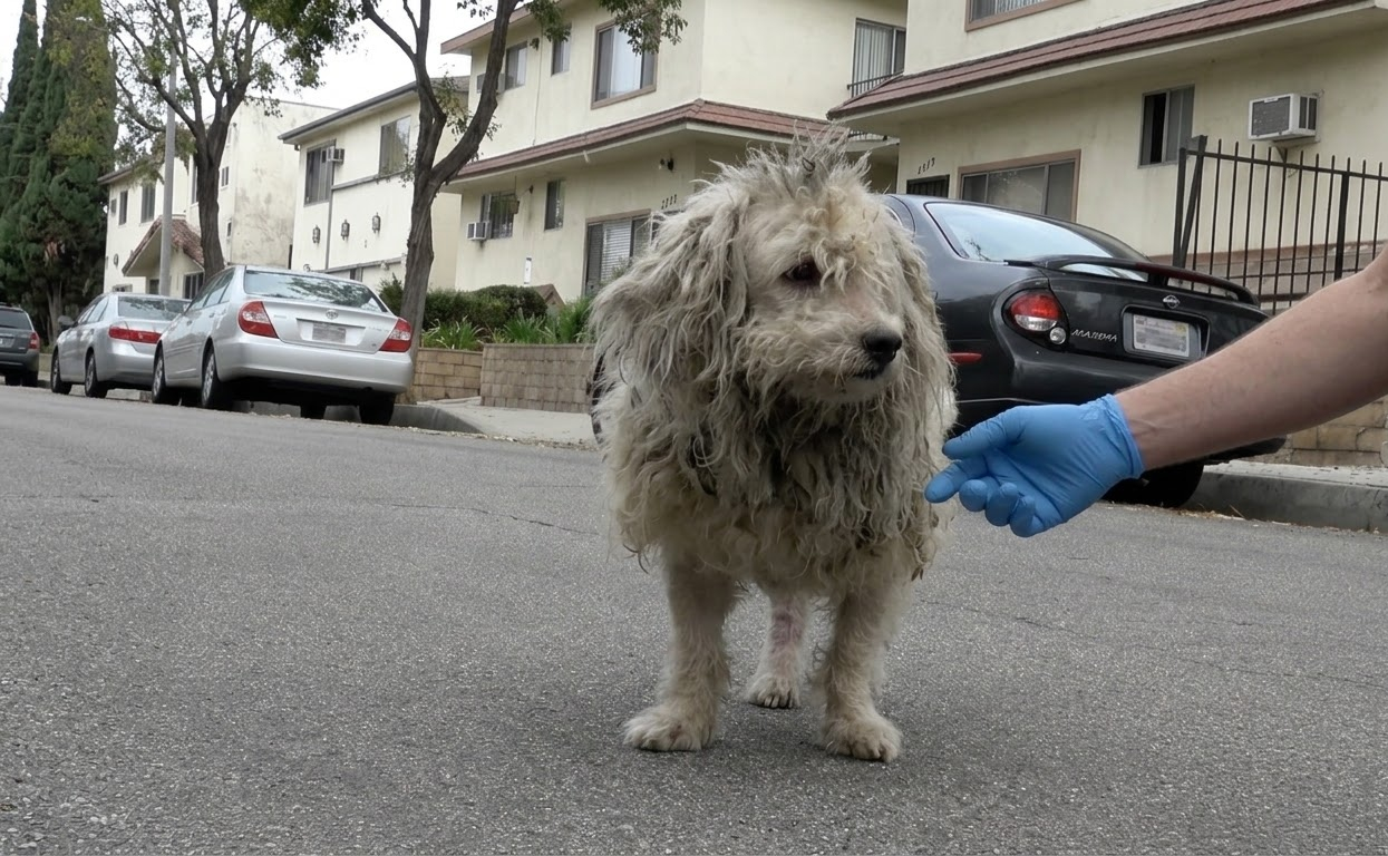 Aslan Walked Into Traffic Looking Like a Tiny Lion, Then Finally Let Someone Help