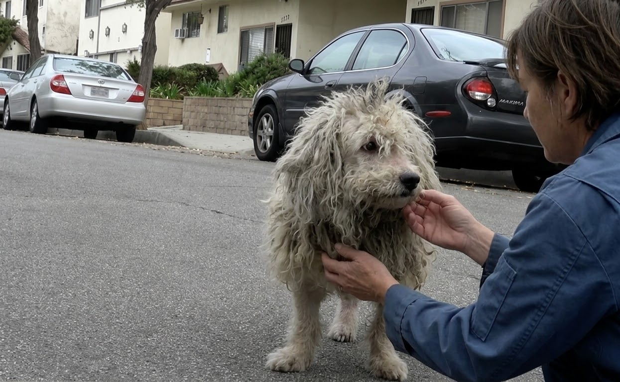 Aslan Walked Into Traffic Looking Like a Tiny Lion, Then Finally Let Someone Help