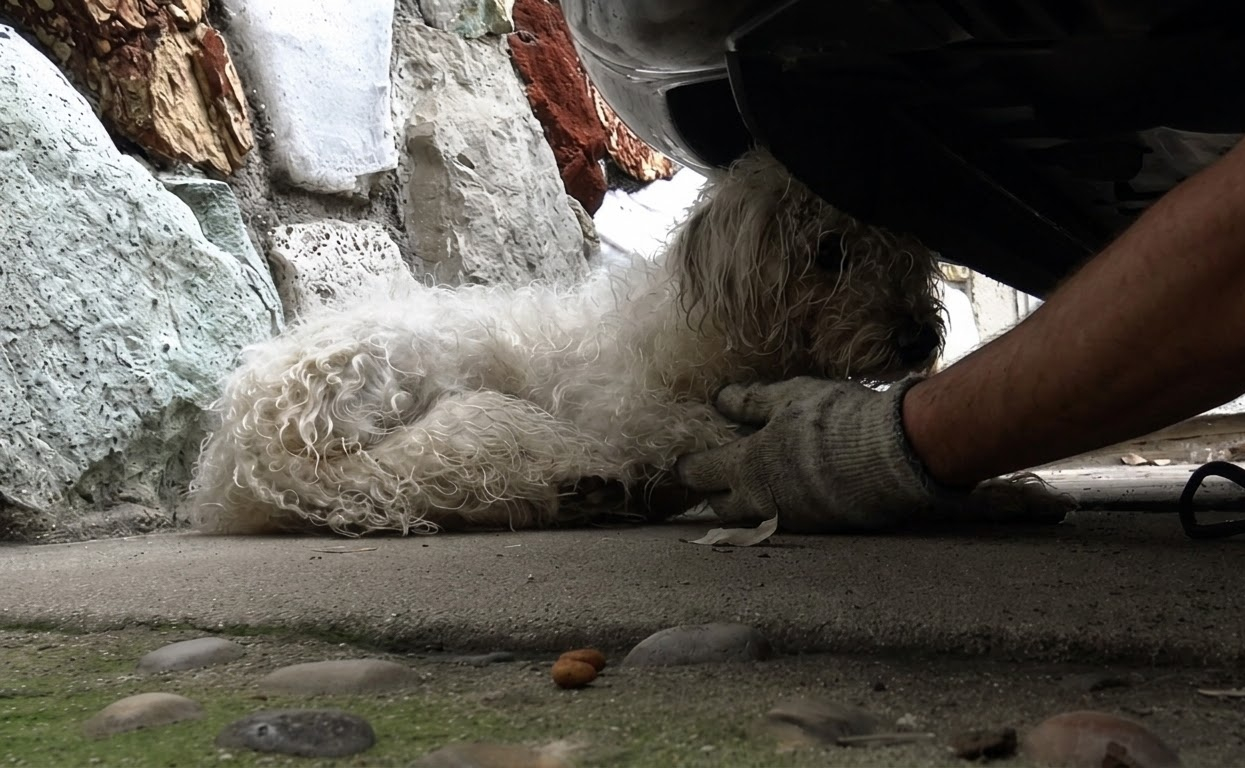 A Shivering Terrier Had Lost His Way, but His Family Hadn’t Stopped Looking