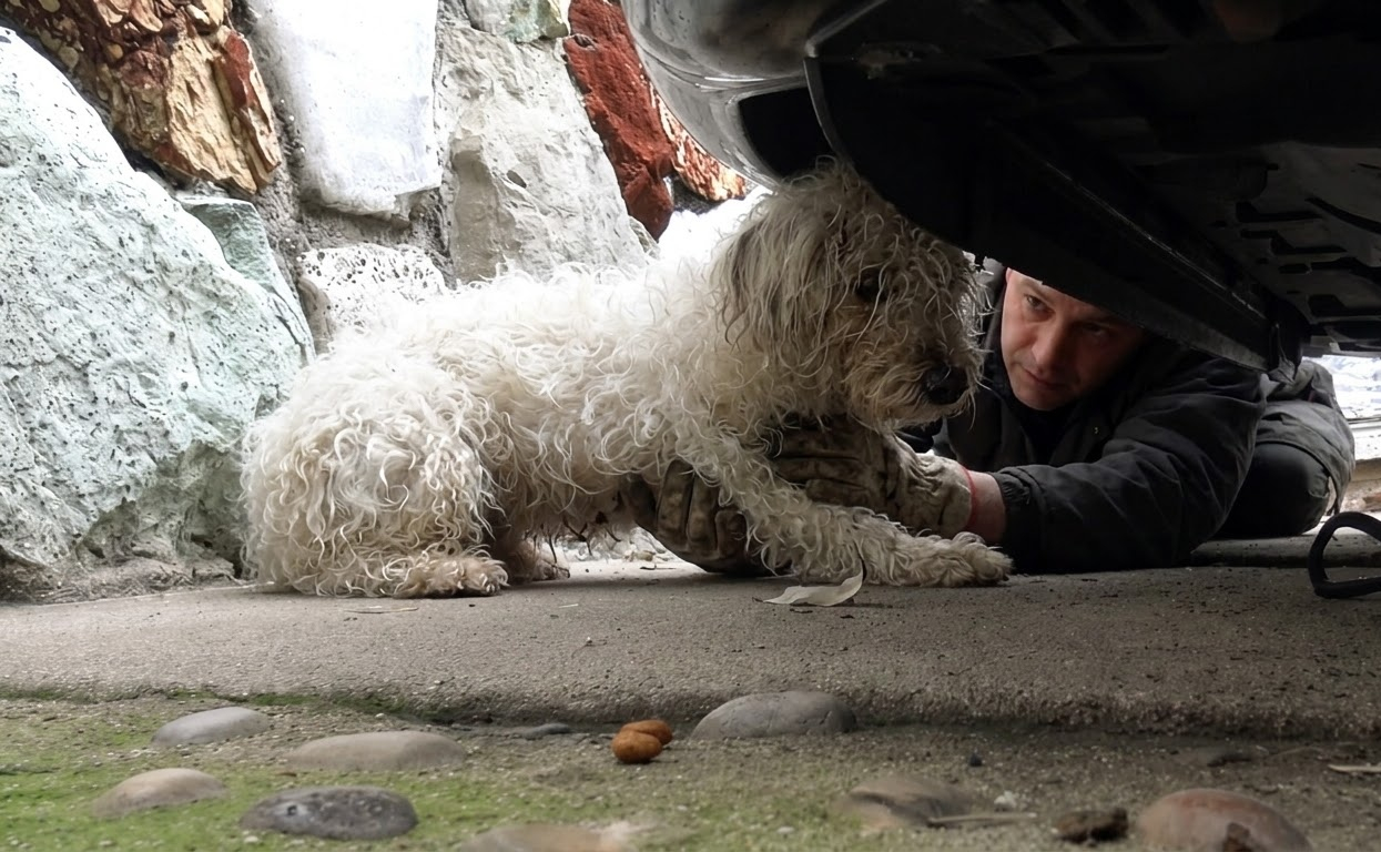 A Shivering Terrier Had Lost His Way, but His Family Hadn’t Stopped Looking
