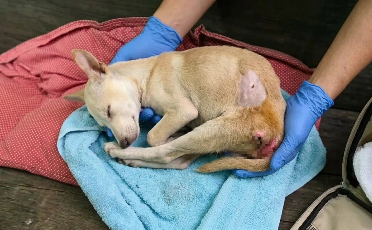 Rapunzel Lost the Use of Her Back Legs, but She Never Lost Her Need to Move