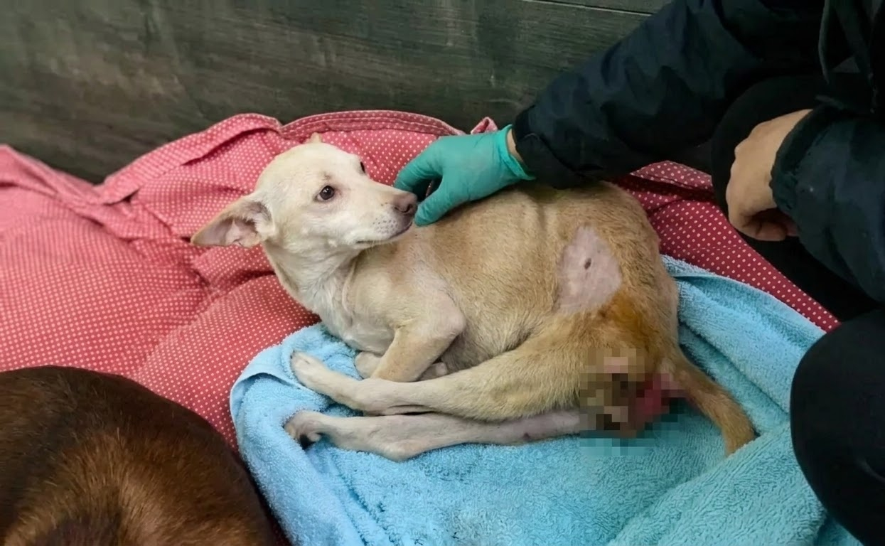 Rapunzel Lost the Use of Her Back Legs, but She Never Lost Her Need to Move