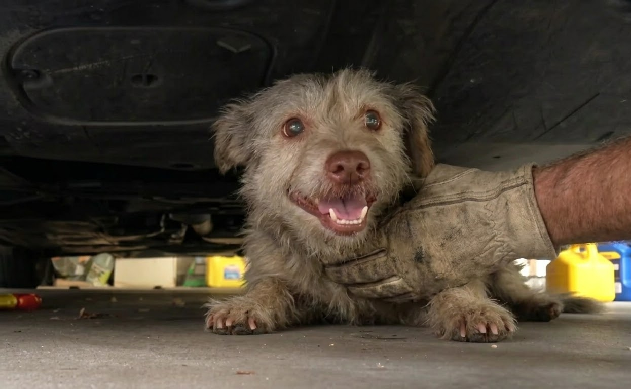 Jax Hid Beneath a Car in Fear, but the People He Feared Most Refused to Give Up