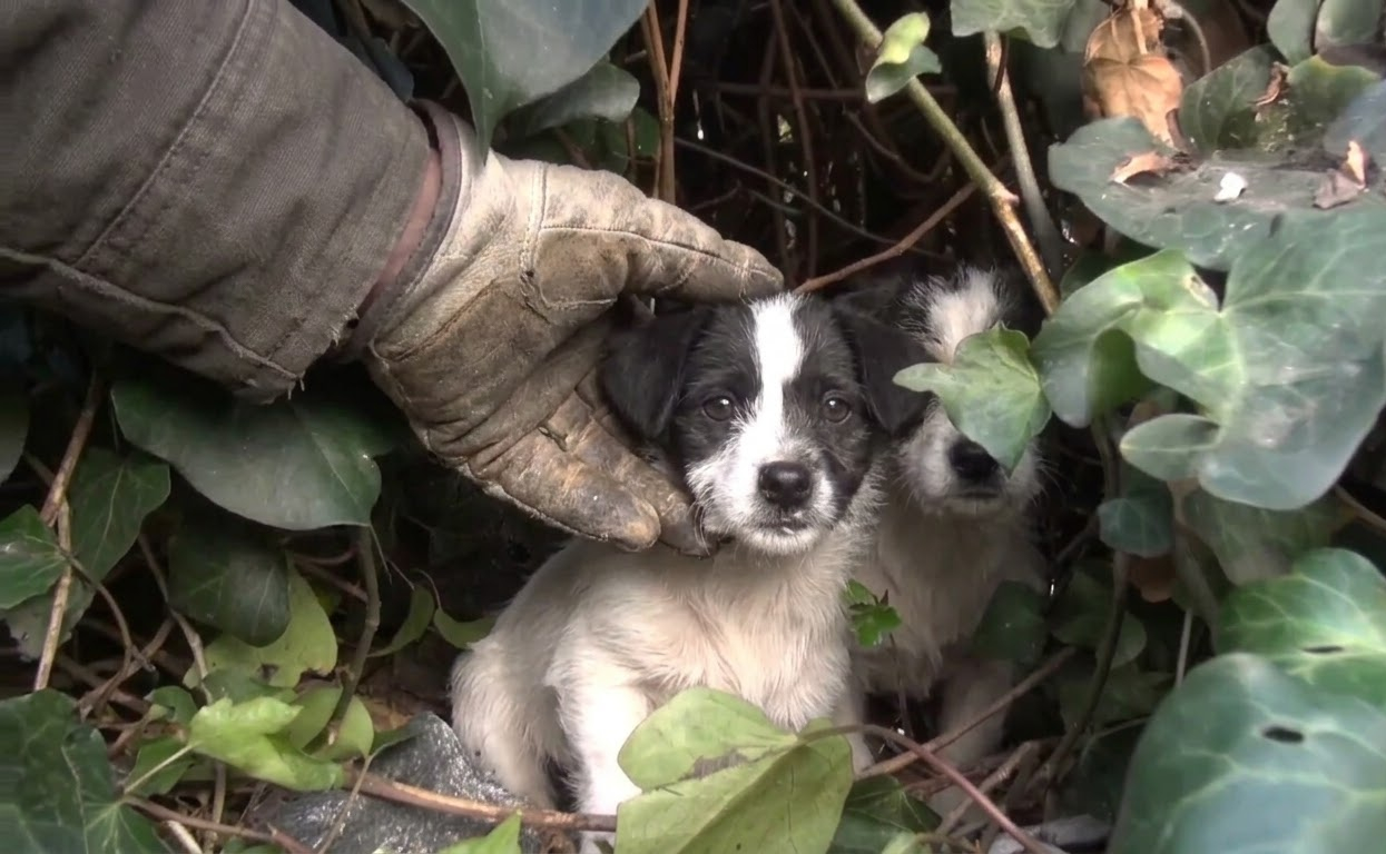 Five Motherless Puppies Hid From Everyone Until Rescuers Reached Their Shelter