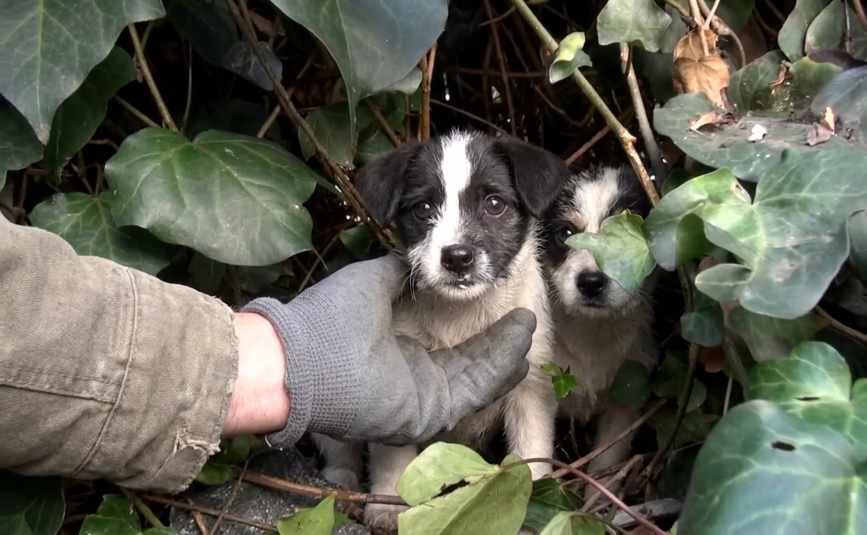 Five Motherless Puppies Hid From Everyone Until Rescuers Reached Their Shelter