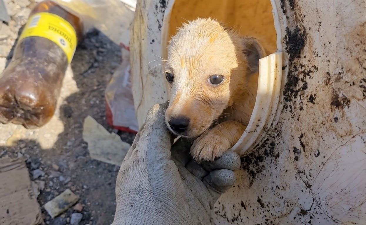 A Frightened Puppy Expected People to Leave—Instead, They Stayed