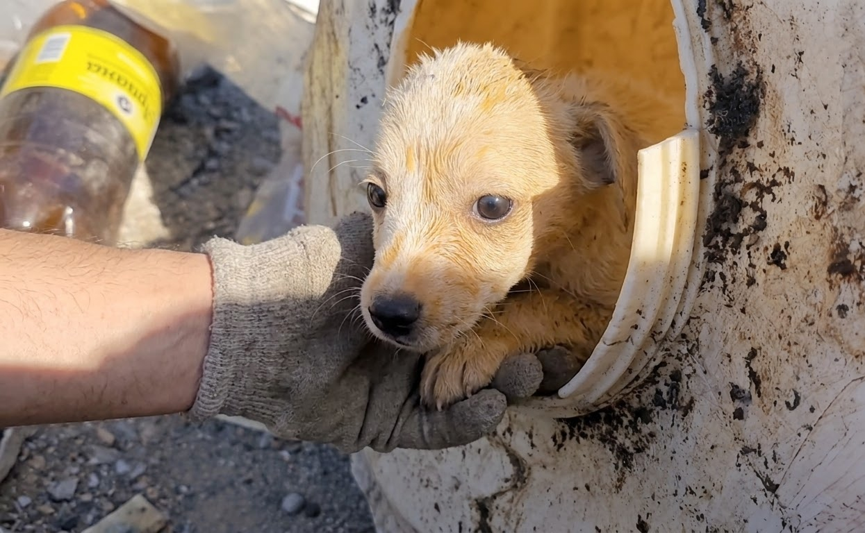 A Frightened Puppy Expected People to Leave—Instead, They Stayed
