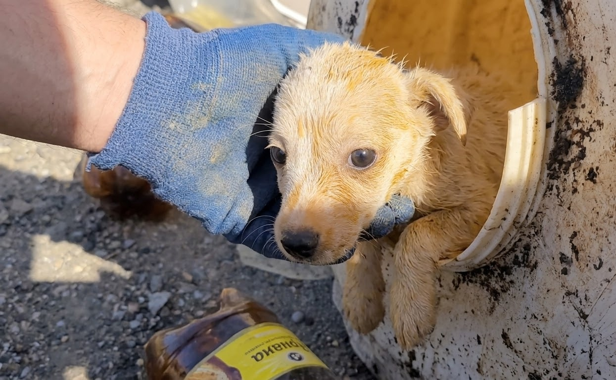 A Frightened Puppy Expected People to Leave—Instead, They Stayed