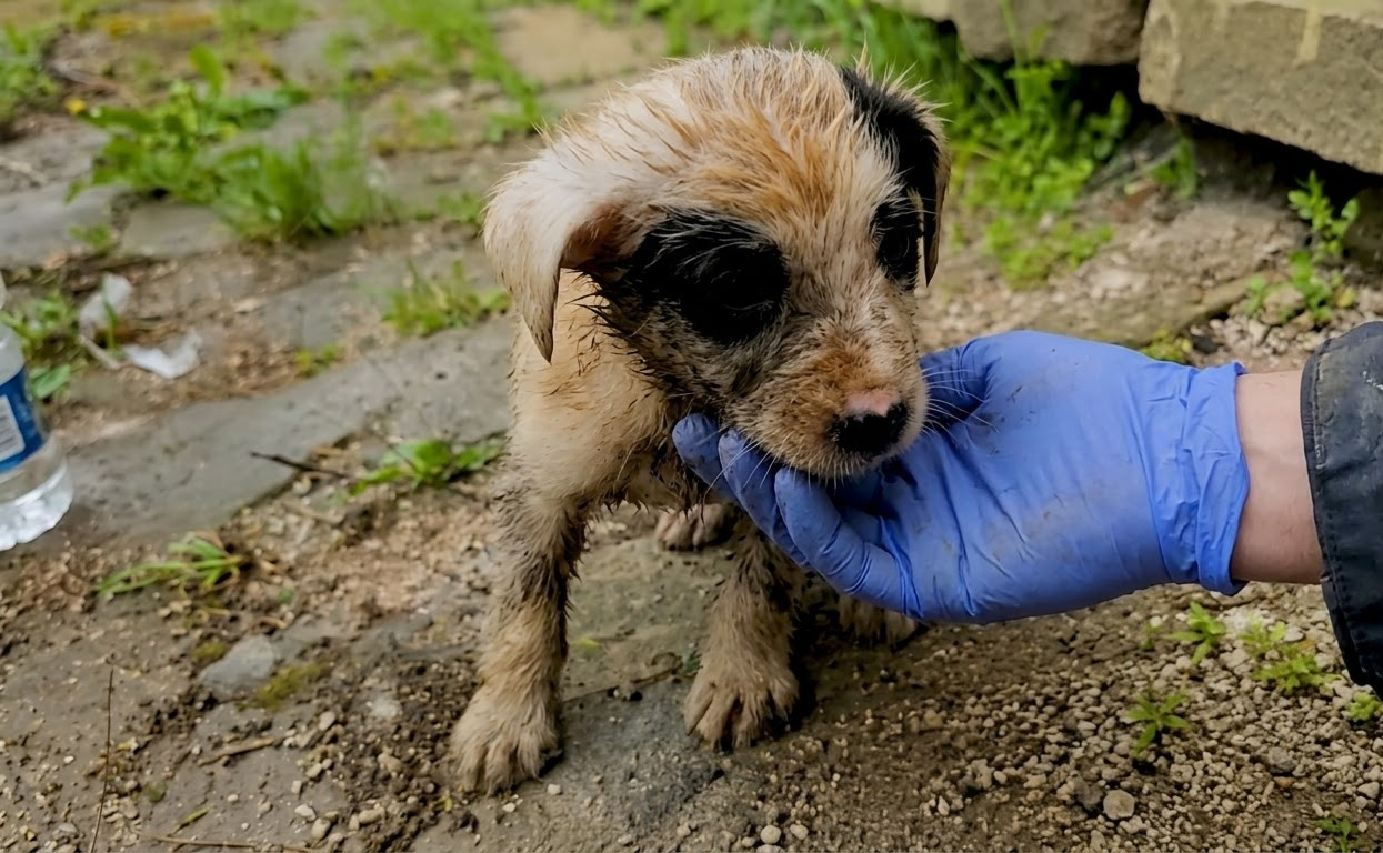A Soaked Puppy Had Nowhere to Hide Until Rescuers Found Him in the Rain