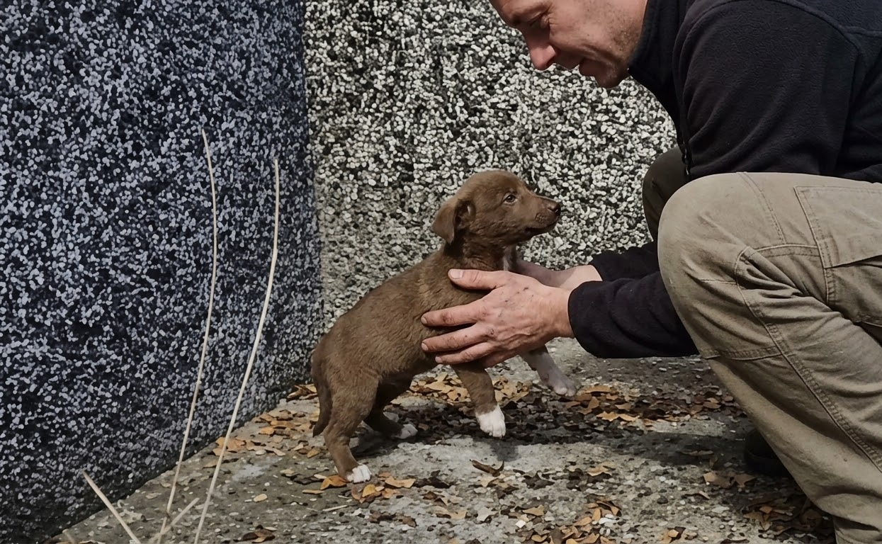 A Tiny Puppy’s Desperate Cries Led Rescuers Straight to Him