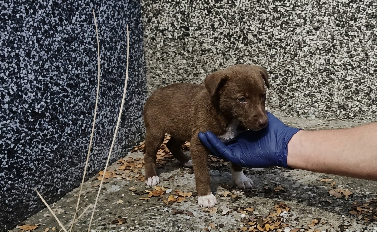 A Tiny Puppy’s Desperate Cries Led Rescuers Straight to Him