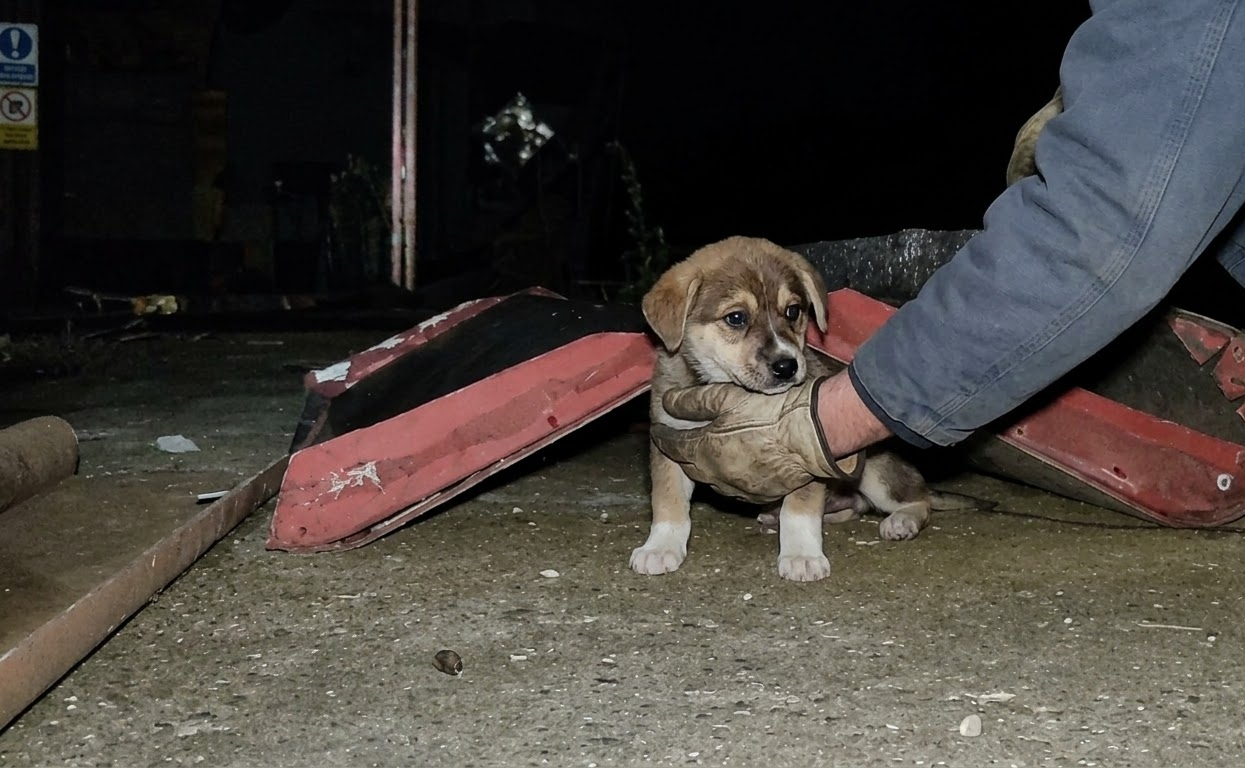 Found Trembling in the Dark, a Tiny Puppy Slowly Learned What Safety Felt Like