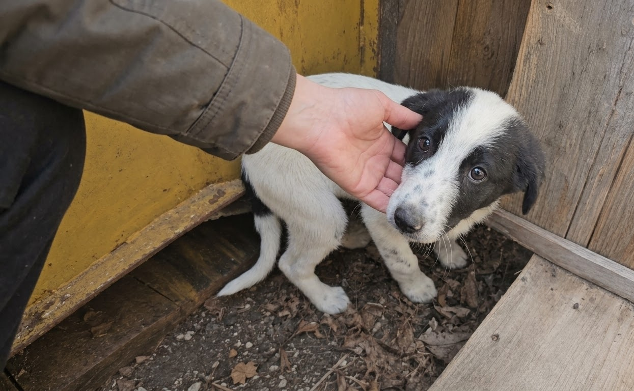 Honda Kept Walking Toward Strangers Until One Person Finally Stopped