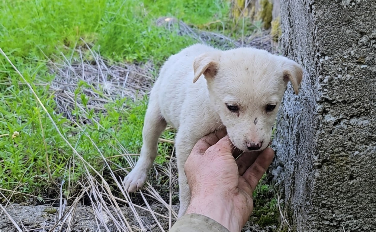 Found Shivering in the Weeds, a Tiny White Puppy Finally Learned What Safety Felt Like