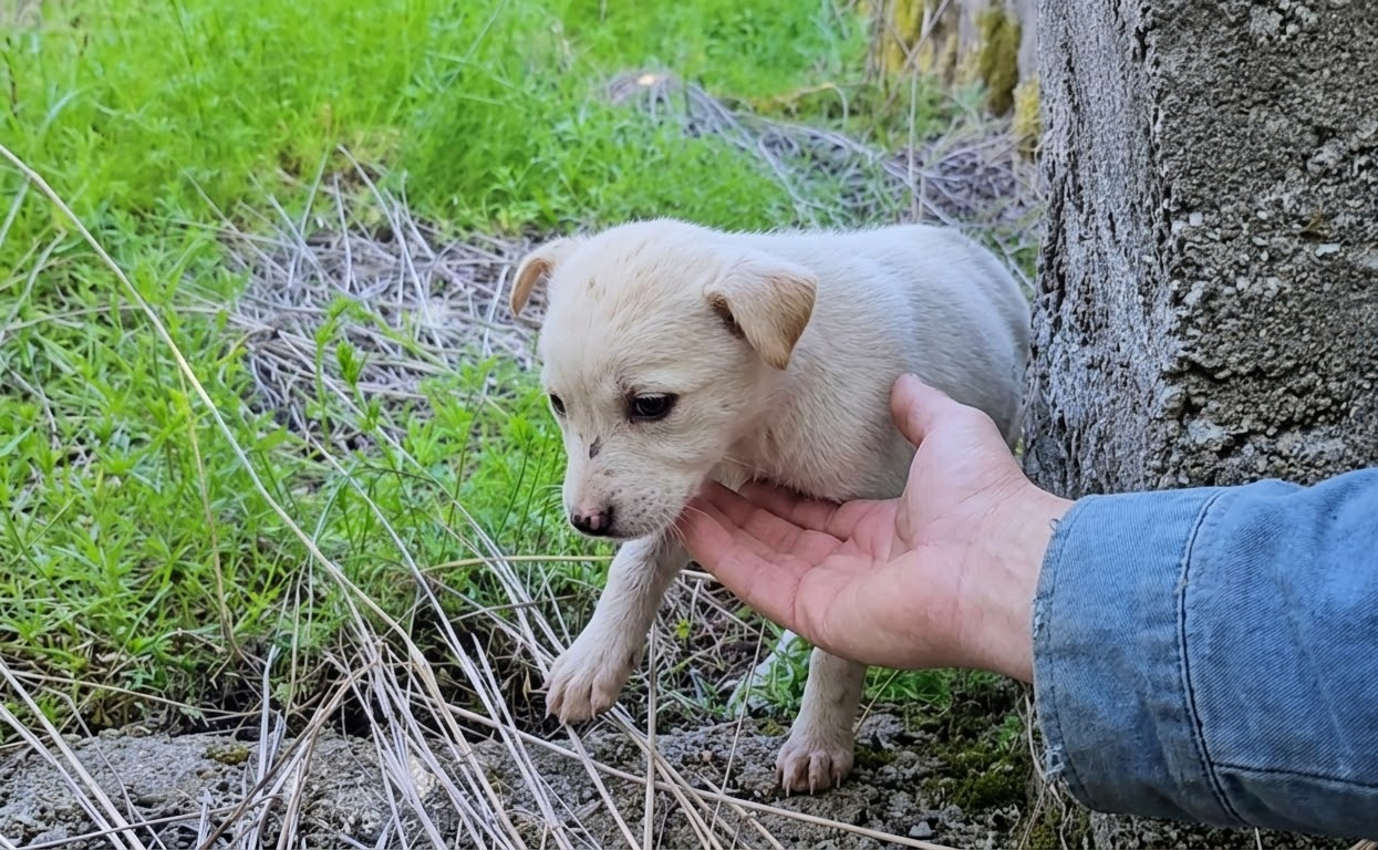 Found Shivering in the Weeds, a Tiny White Puppy Finally Learned What Safety Felt Like