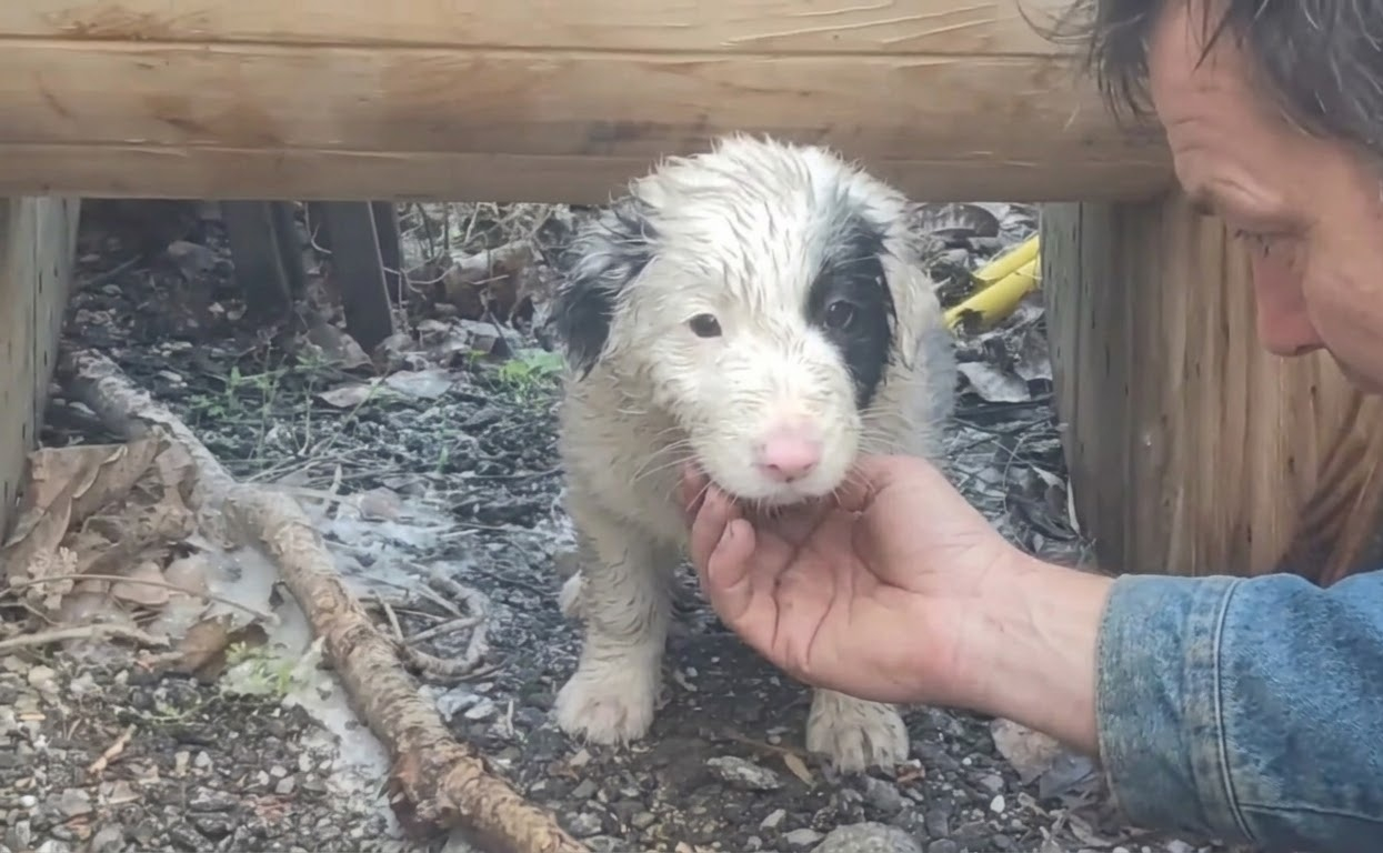 Hidden Beneath a Wooden Spool, a Frightened Puppy Finally Chose to Come Closer