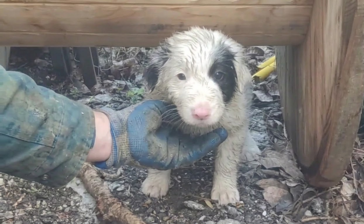 Hidden Beneath a Wooden Spool, a Frightened Puppy Finally Chose to Come Closer