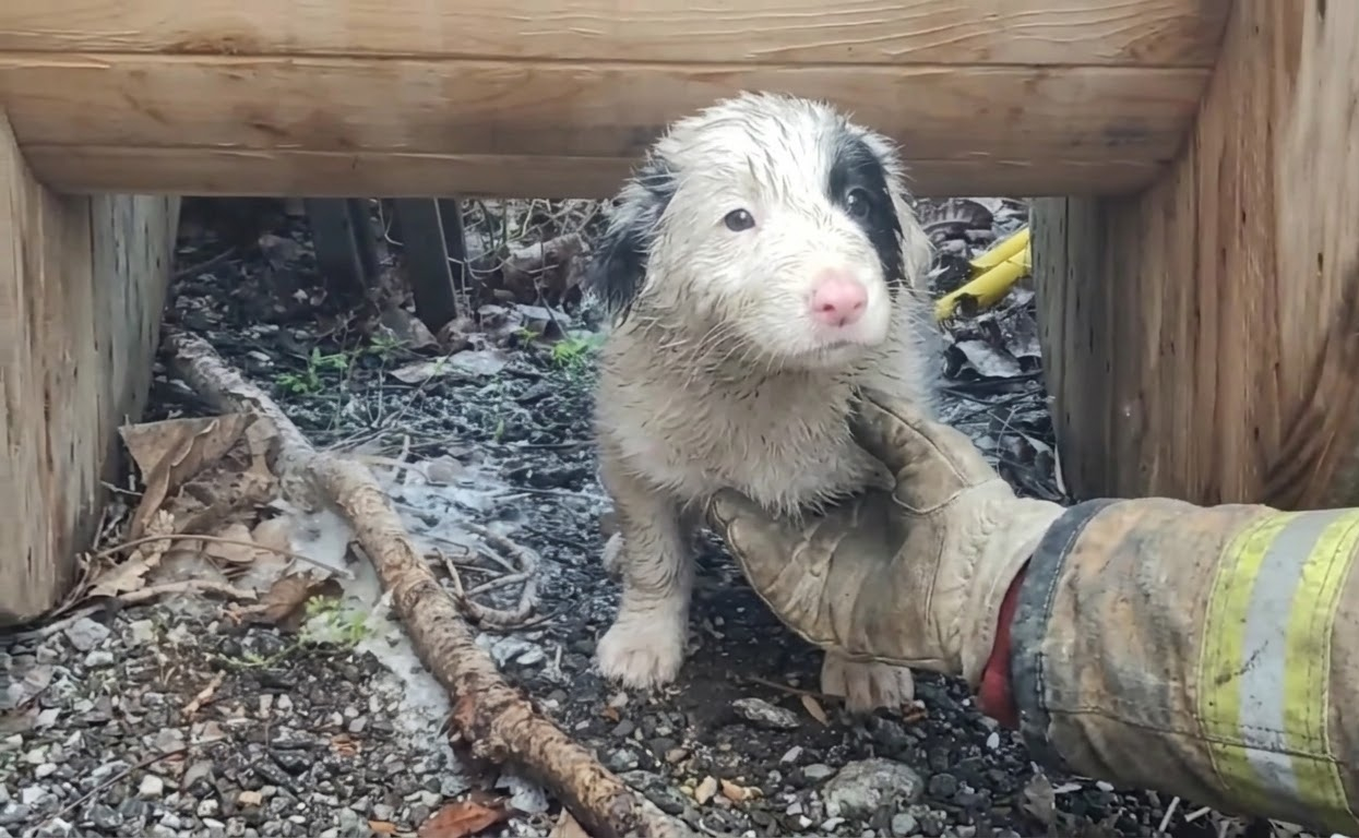 Hidden Beneath a Wooden Spool, a Frightened Puppy Finally Chose to Come Closer