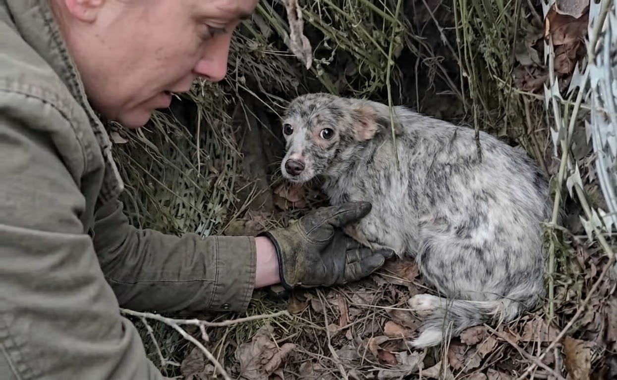 Hidden Beneath the Tar Was a Young Speckled Puppy Still Learning to Trust