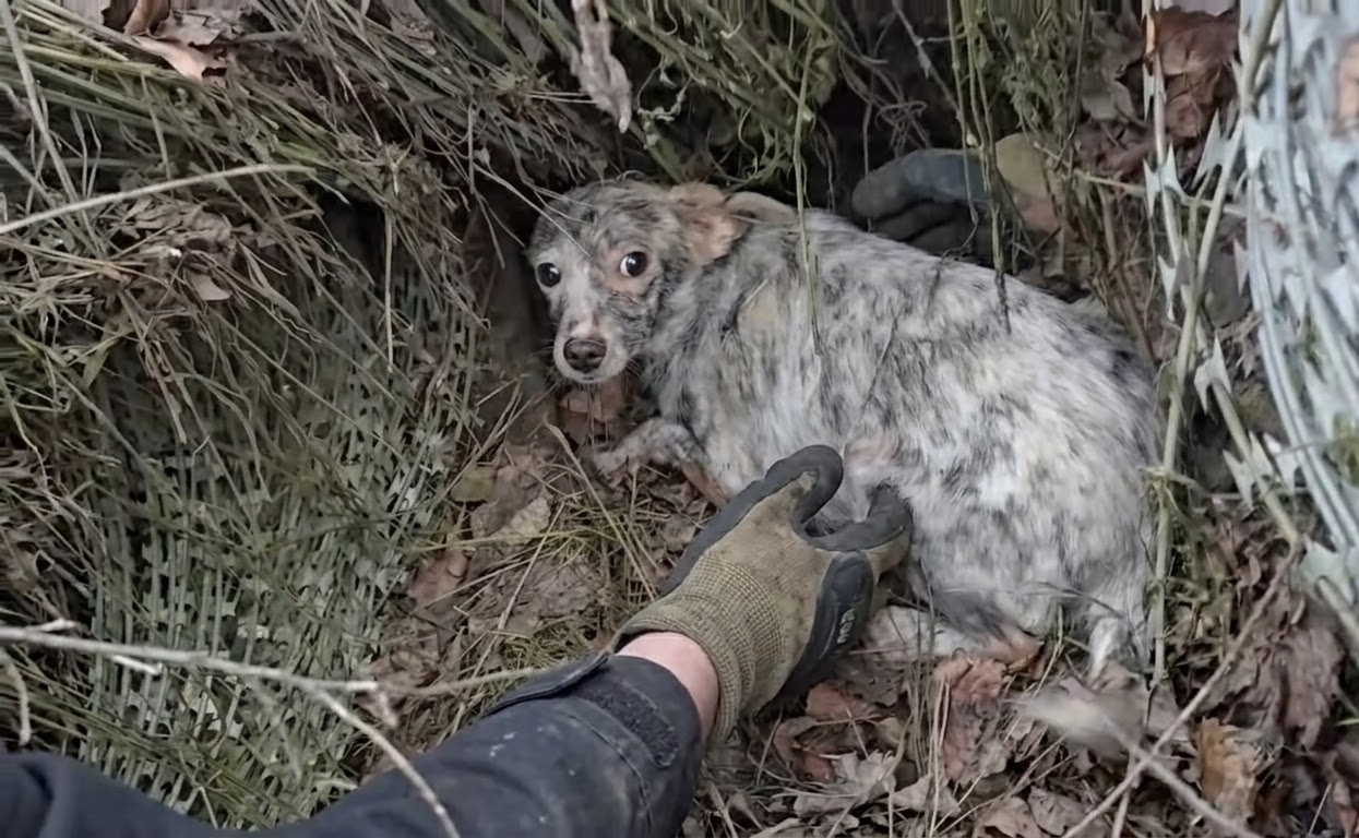 Hidden Beneath the Tar Was a Young Speckled Puppy Still Learning to Trust