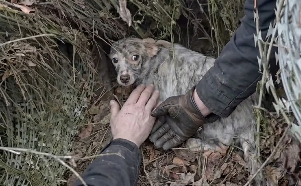 Hidden Beneath the Tar Was a Young Speckled Puppy Still Learning to Trust