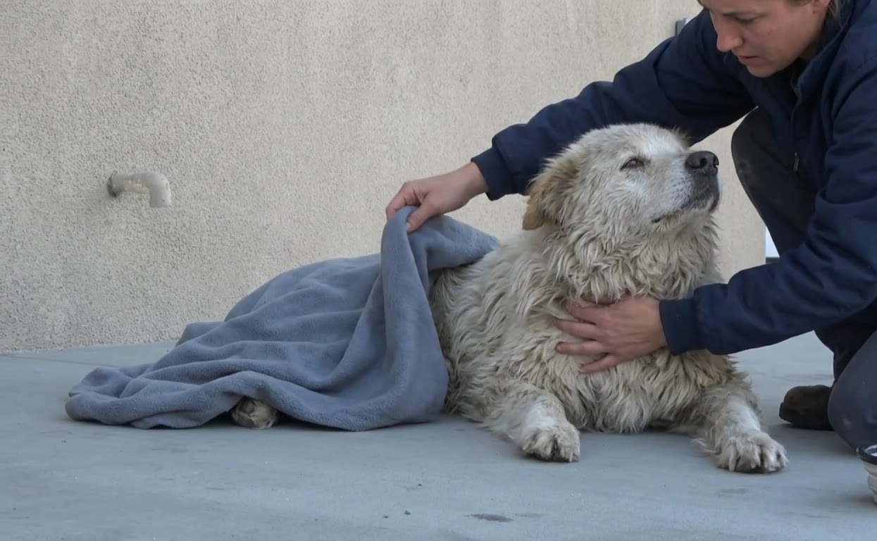 Gandalf Couldn’t See His Rescuers, but He Learned What Safety Felt Like