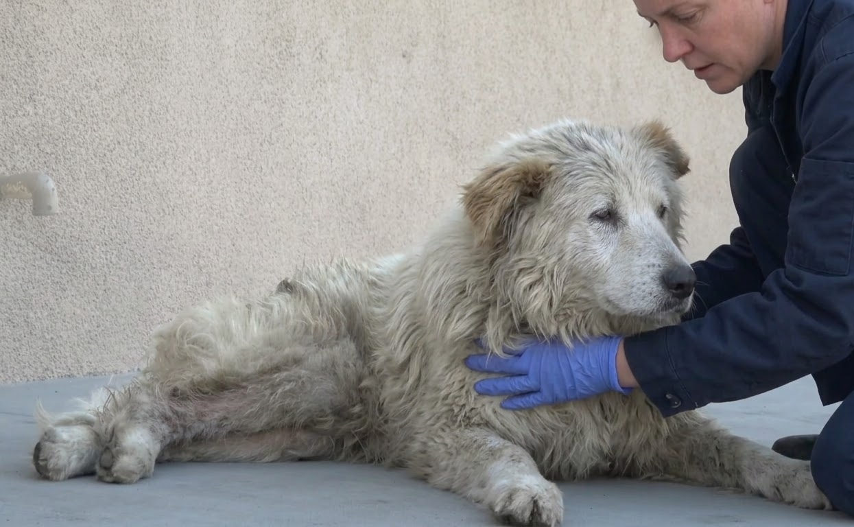 Gandalf Couldn’t See His Rescuers, but He Learned What Safety Felt Like
