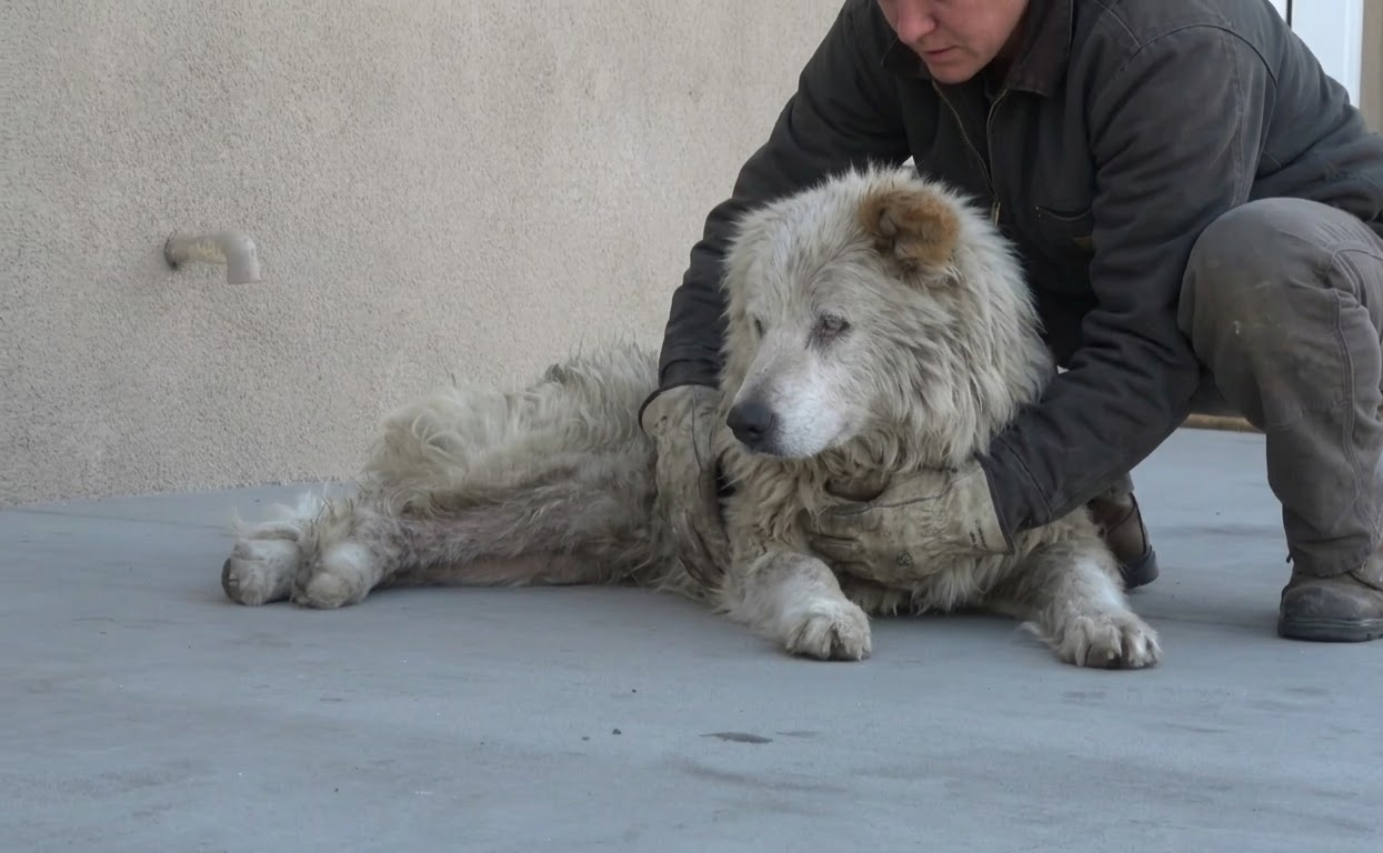 Gandalf Couldn’t See His Rescuers, but He Learned What Safety Felt Like