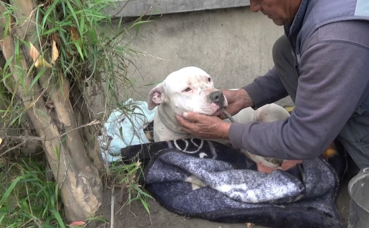 Grace Dug Into the Dirt for Shelter Until Kindness Finally Reached Her