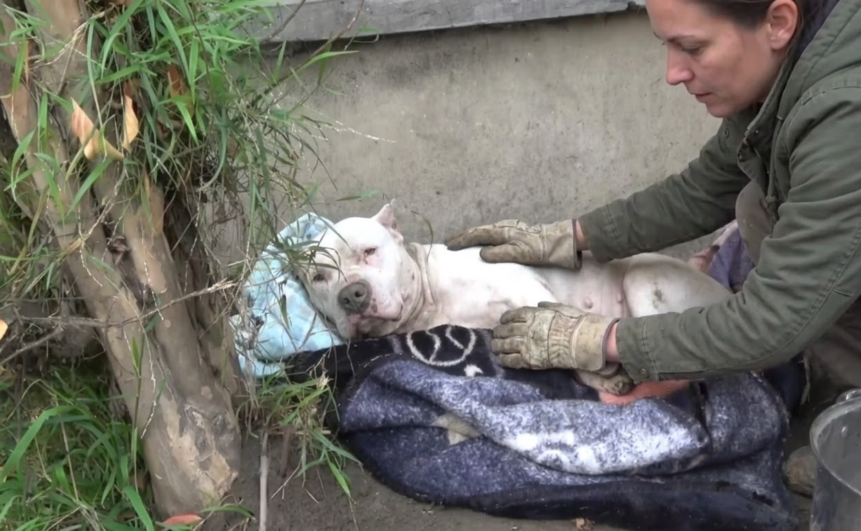 Grace Dug Into the Dirt for Shelter Until Kindness Finally Reached Her