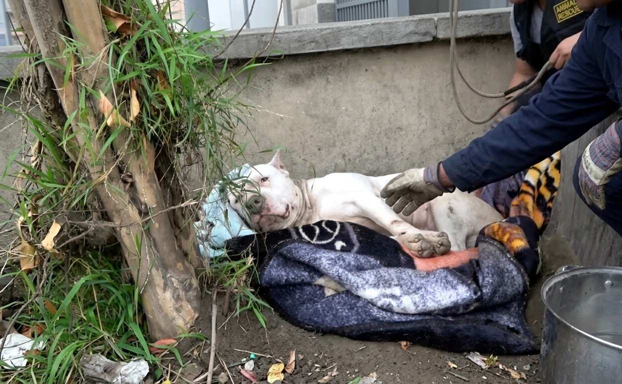 Grace Dug Into the Dirt for Shelter Until Kindness Finally Reached Her
