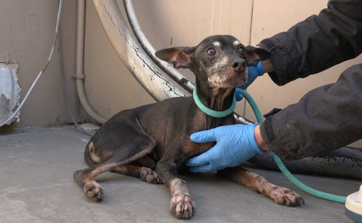 MarMar Was Too Tired to Keep Running, Then a Stranger Gave Him the Chance to Heal
