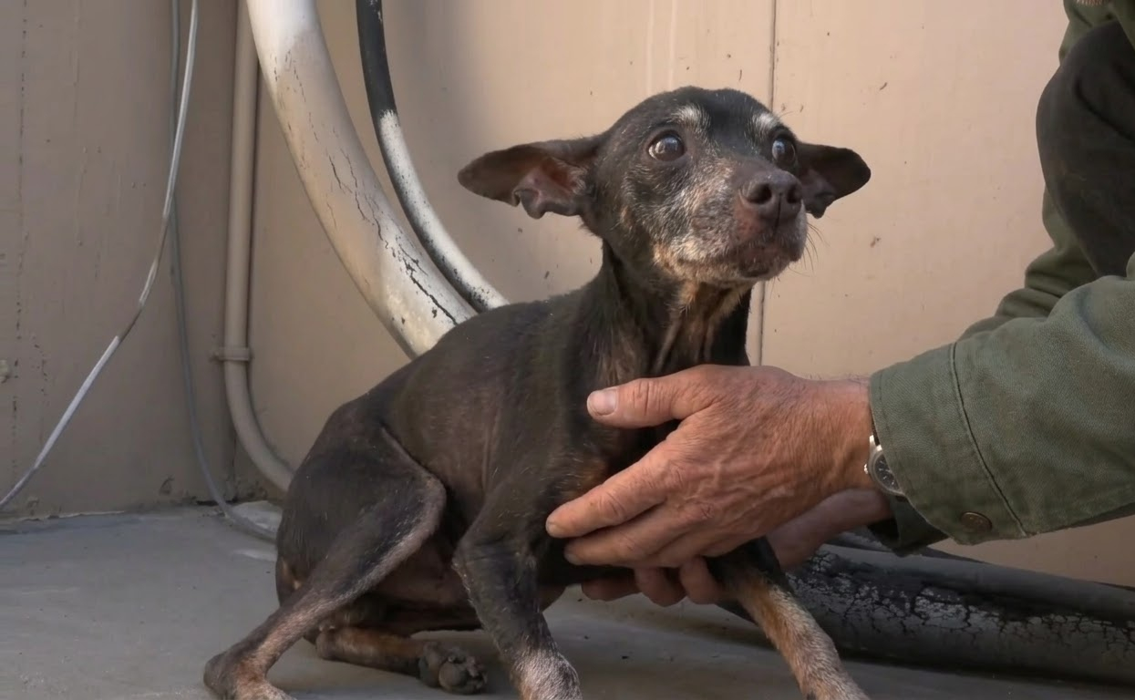 MarMar Was Too Tired to Keep Running, Then a Stranger Gave Him the Chance to Heal
