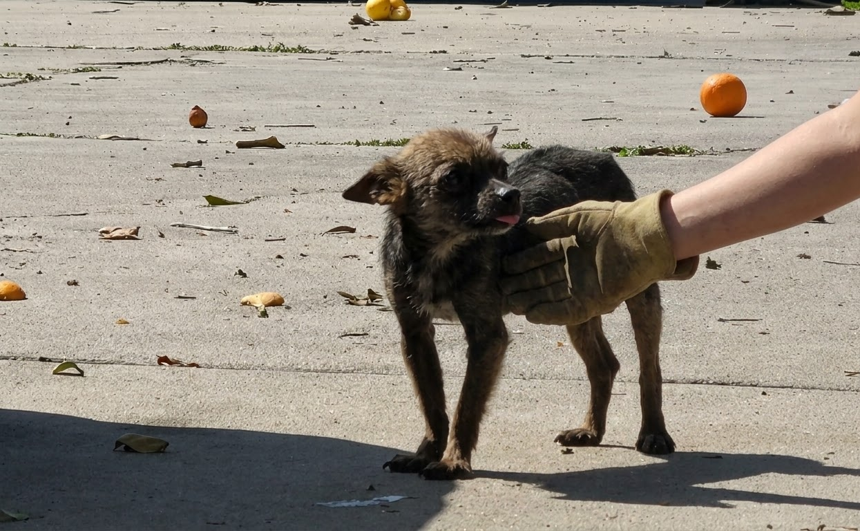 Dino Was Barely Recognizable When Help Found Him, but Two Months Changed Everything