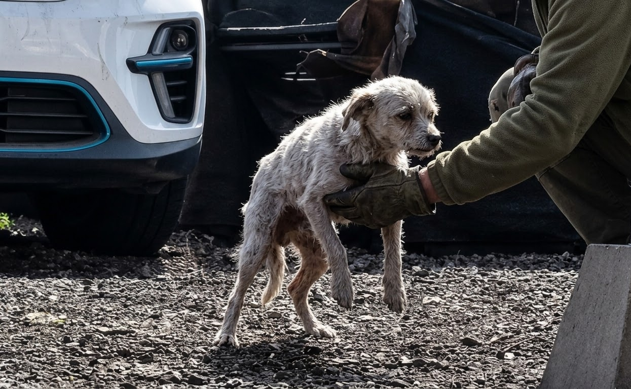 Beneath the Soot, a Starving Dog Was Waiting for Someone to See Her