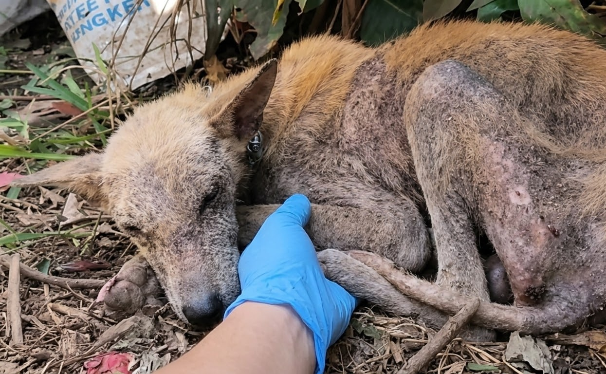 After Three Years on a Chain, She Had to Learn That Human Hands Could Be Gentle