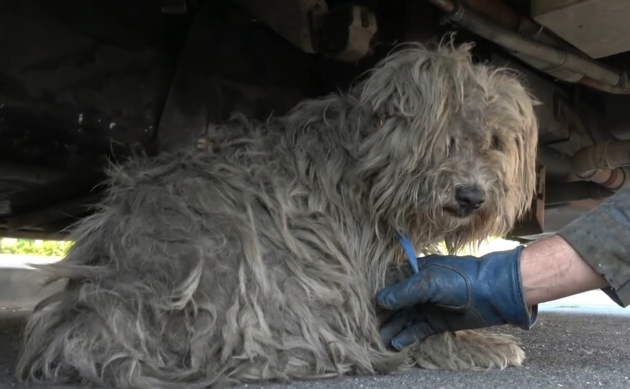 Beneath a Parked Truck, a Frightened Stray Was Waiting for Someone Patient Enough to Reach Her