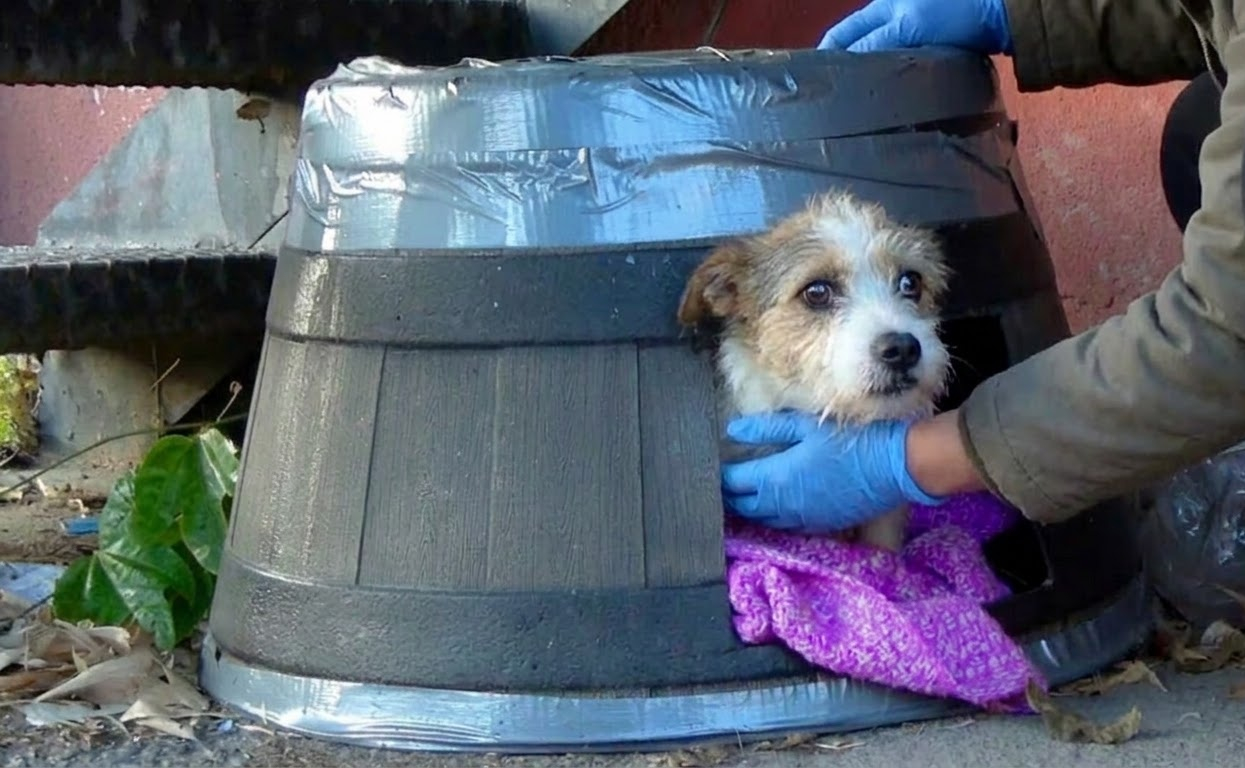 The Little Terrier Who Never Lost Her Trust After a Life-Changing Rescue