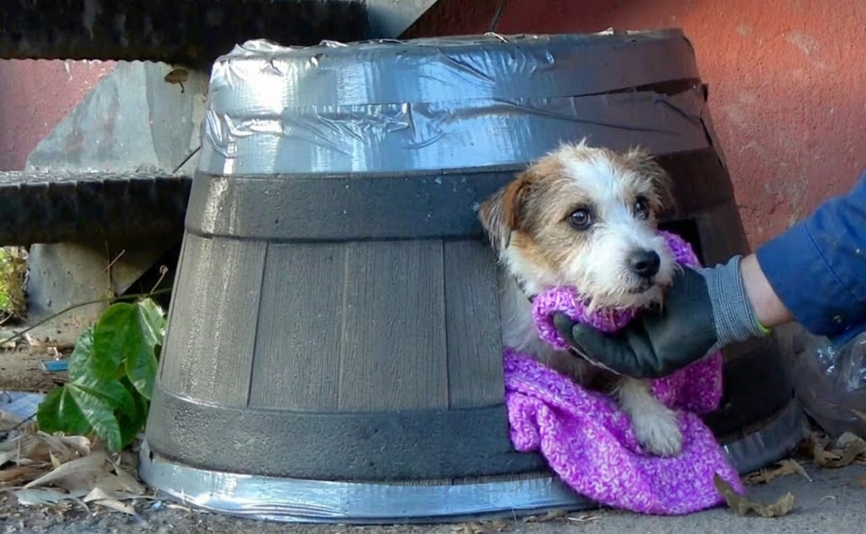 The Little Terrier Who Never Lost Her Trust After a Life-Changing Rescue