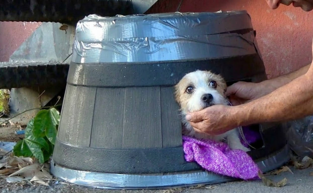 The Little Terrier Who Never Lost Her Trust After a Life-Changing Rescue