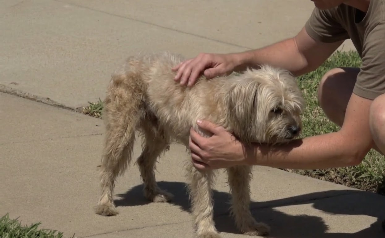 The Frightened Stray Who Found Safety After a Painful Journey on the Streets