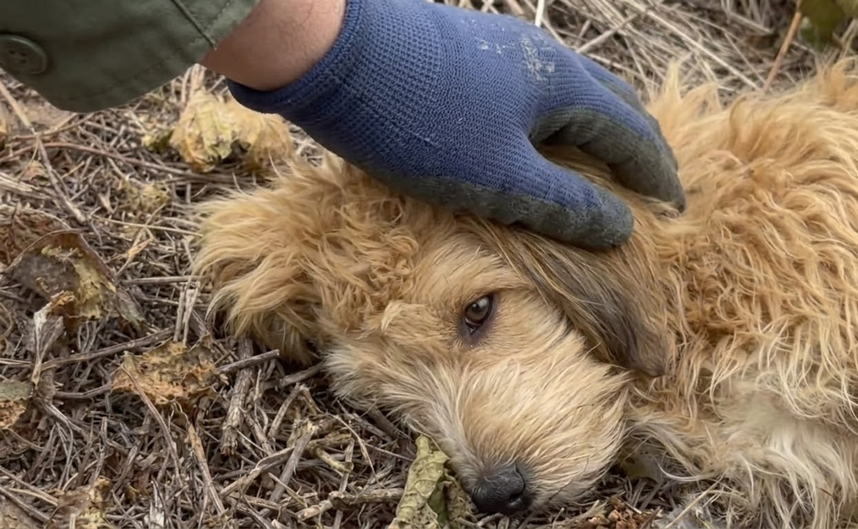 The Dog Who Refused to Leave the Subway Station Finally Found Someone Who Stayed