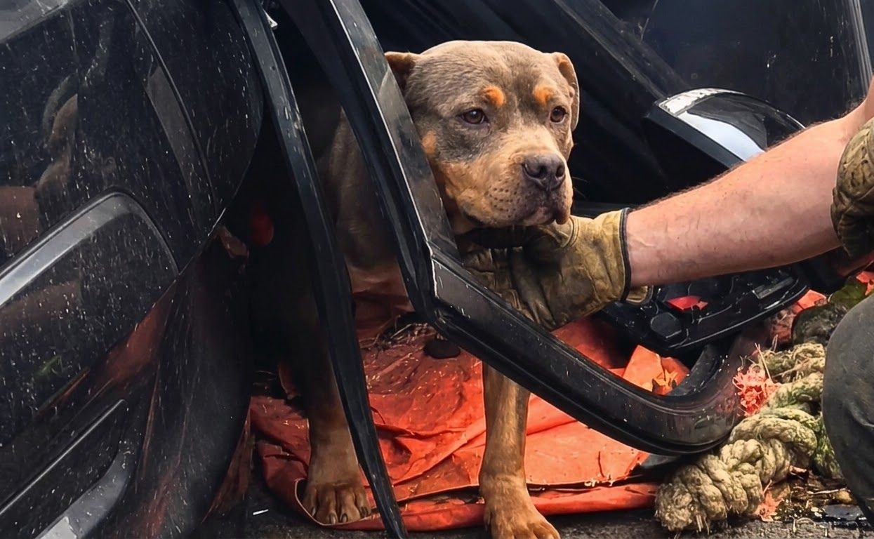 Cookie Had Never Known a Soft Bed—Until One Woman Refused to Stop Visiting