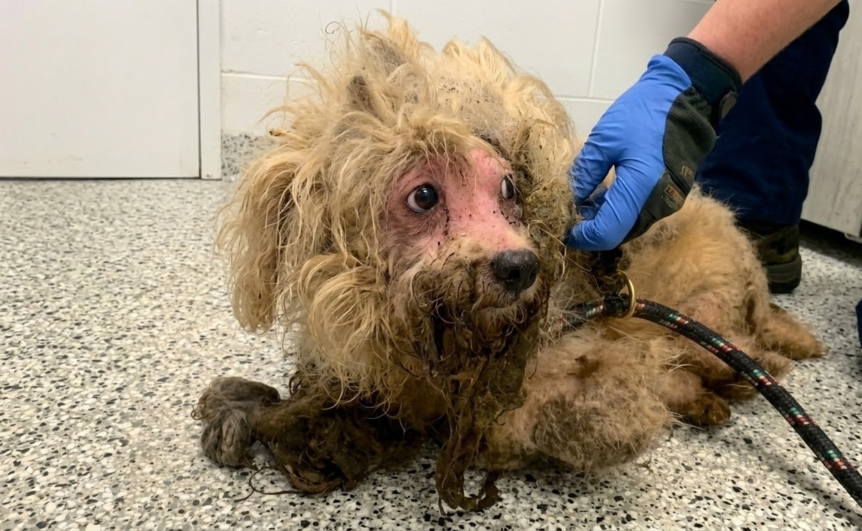 Beneath Dolly’s Heavy Coat, Rescuers Found a Dog Ready to Begin Again